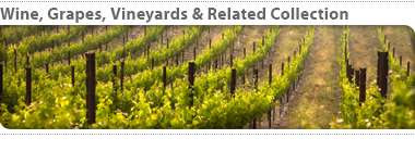more_theme_vineyard